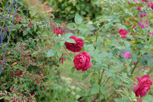 Photo 4- click for photo gallery